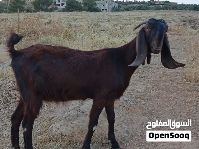 ماعز شامي للبيع
