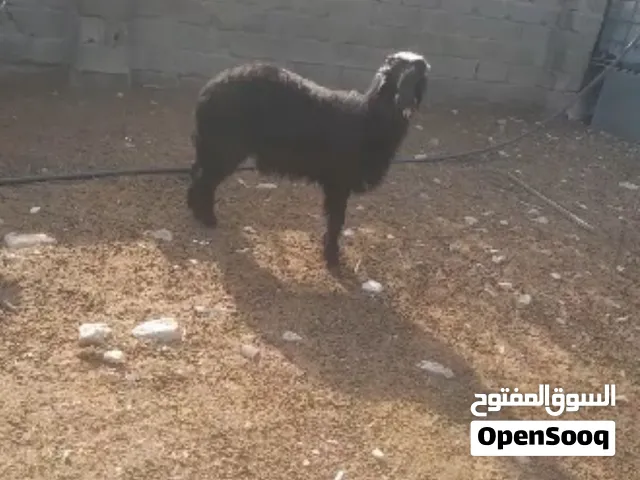 كبش نجدي عمره 6 شهور