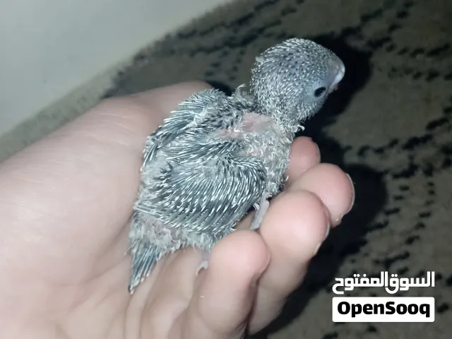 فرخ بادجي بعمر 15 يوماً صحة ممتازة (يحتاج إطعام يدوي / للمحترفين فقط) لا يهم السعر