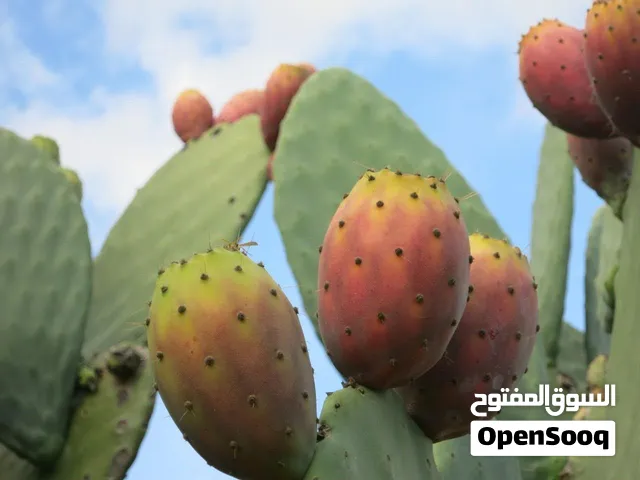 ثمار مزرعة صبار نوعيه ممتازه للضمان  في منطقة المفرق