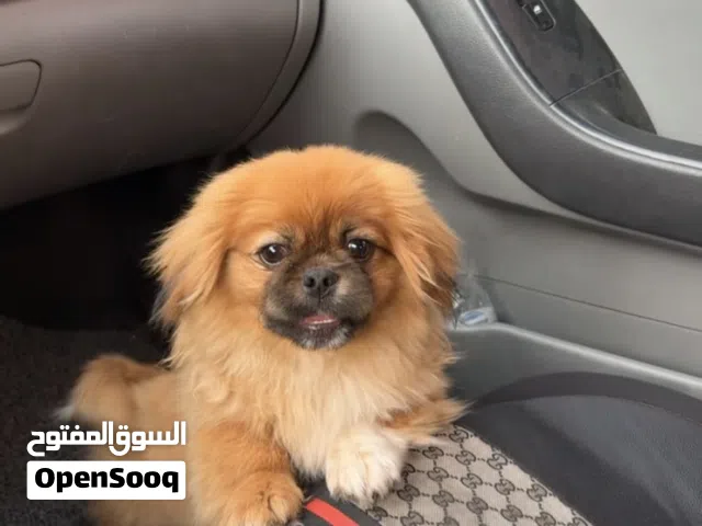 كلب زينة فصيلة بيكنوا بيور
