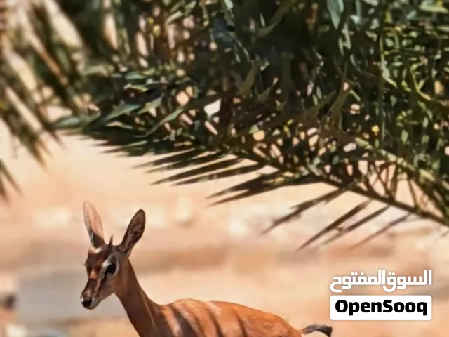 غزال ديماني أنثى