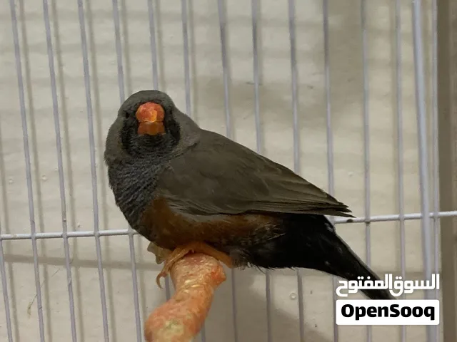 سلام عليكم دكر شاركول ربي يبارك