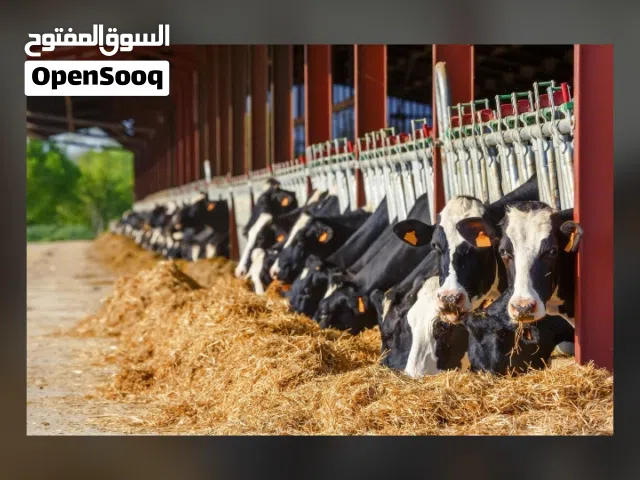 كسر البسكويت   علف نظيف لتسمين الخراف والأبقار