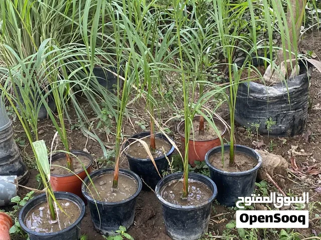 اشجار رويال بام