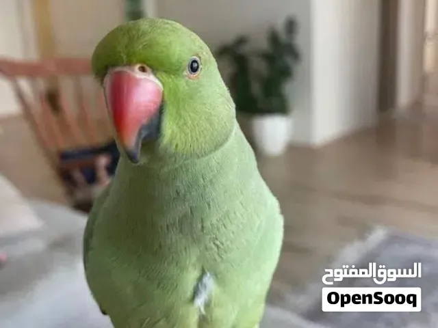 بغبغاء دره هندي مدرب و متكلم