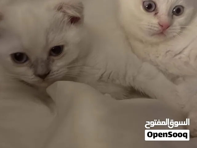 للبيع او للبدل بشي يسوا