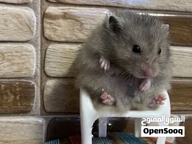 هامستر روسي كبير ذكر للبيع