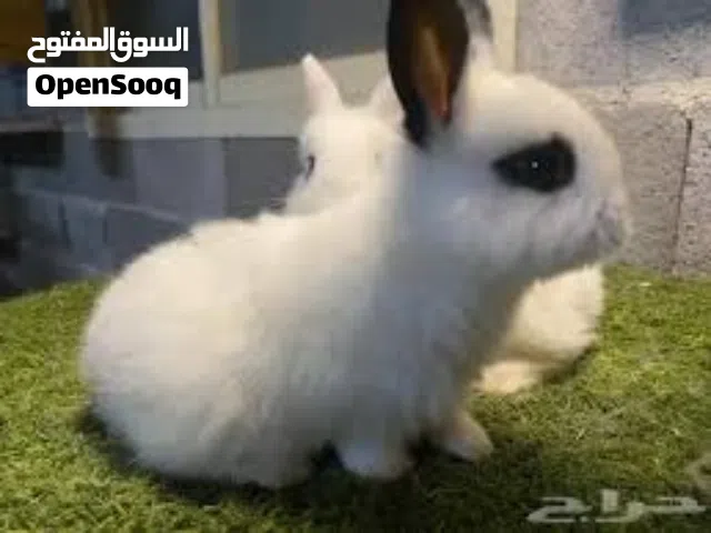 ارانب خارجي فلندر وبابيون وانواع
