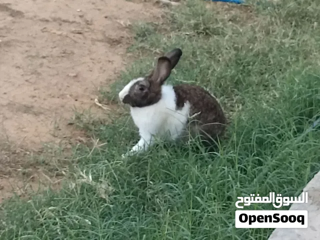 ارنب هجين بين العربي والاسد