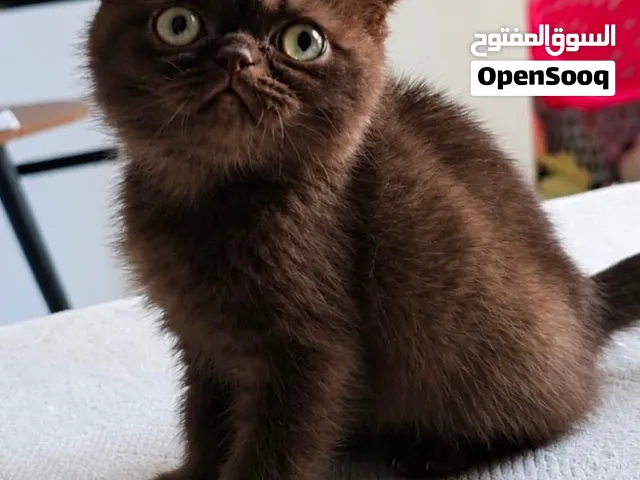 سكوتش فولد شورت هير شوكلت ذكر  2500 Scottish Fold Chocolate male 2500