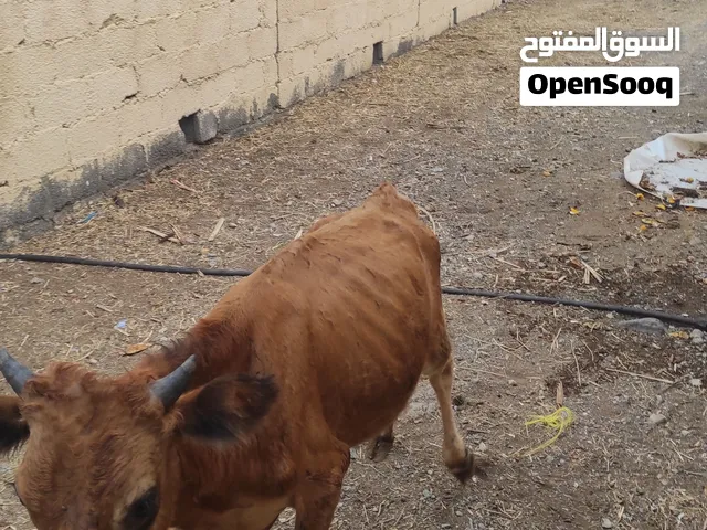 للبيع عجلان عمانيه