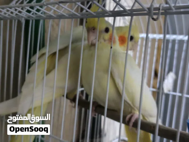فردين كوكتيل شبابات للبيع