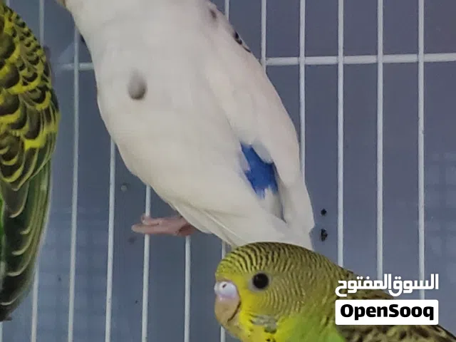 طيور البادجي للبيع