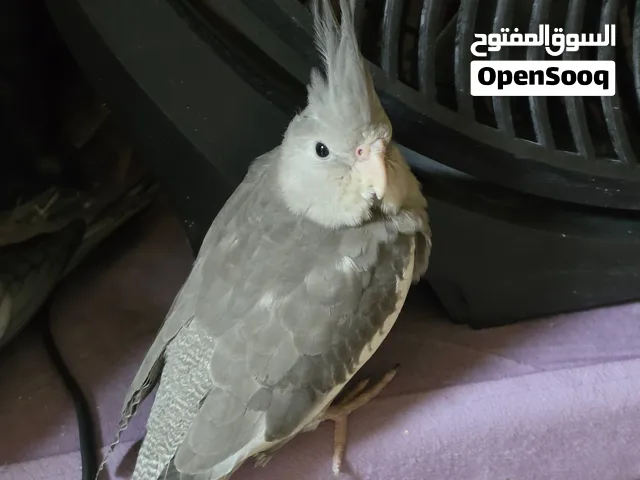 طيور انتاج للبيع