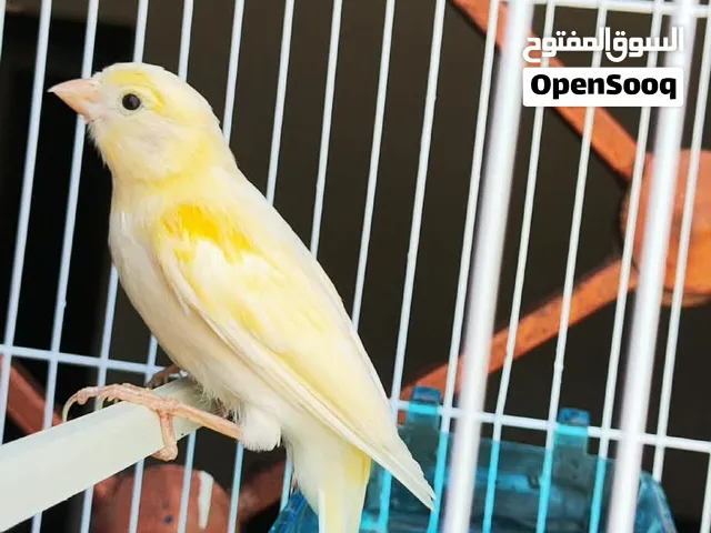 دكر كناري ربي يبارك