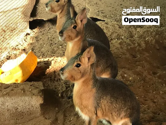 للبيع حيوان المارا النادر