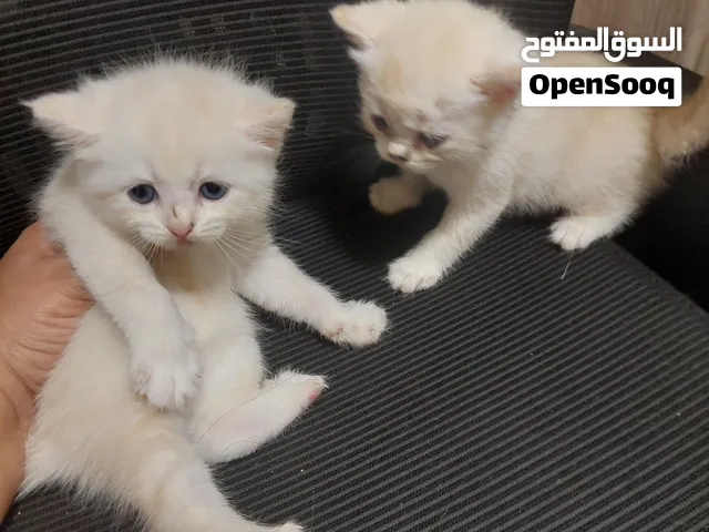 قطط شيرازي للبيع