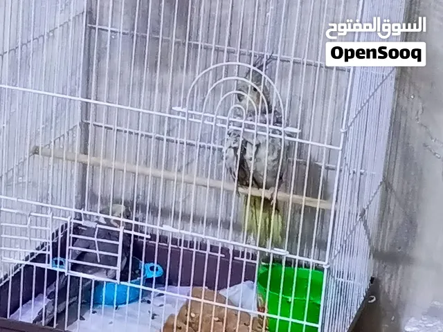 كوكتيل اليفات زوج للبيع ب 90 الف وي القفص