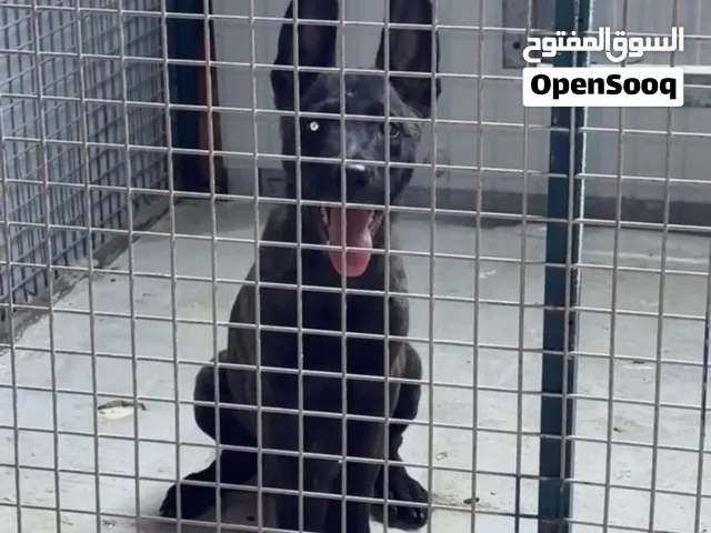مالينوا دوتش شيبرد ذكر العمر شهرين ونص