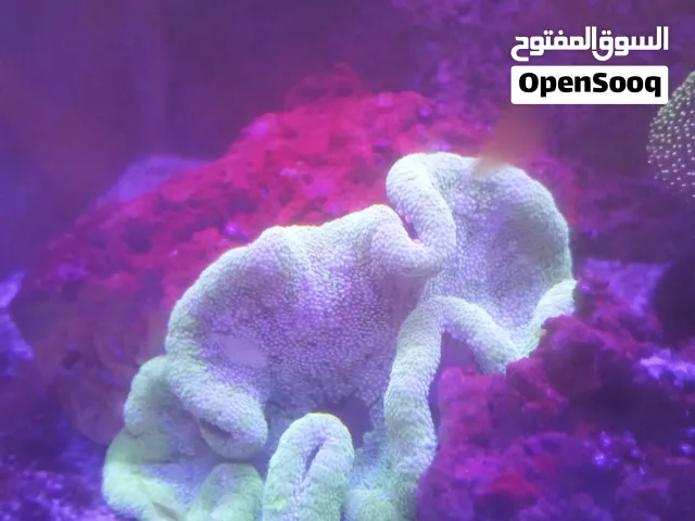 مرجان لليبع