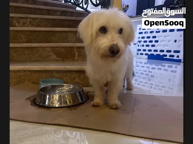 خليط مالتيز مع بودل،