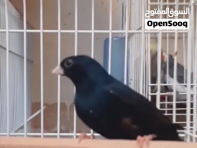 طاىر البلاك فنش المغرد اقرا لوصف