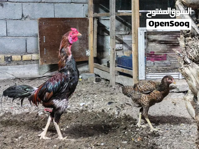 دجاج هندي هراتي ديج ودجاجة