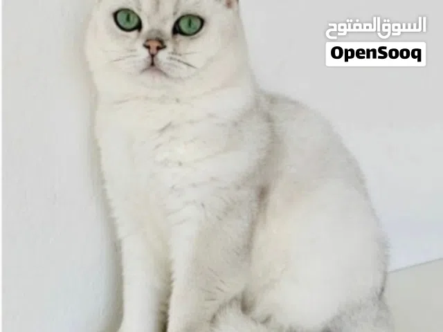 Male for mating للتزاوج