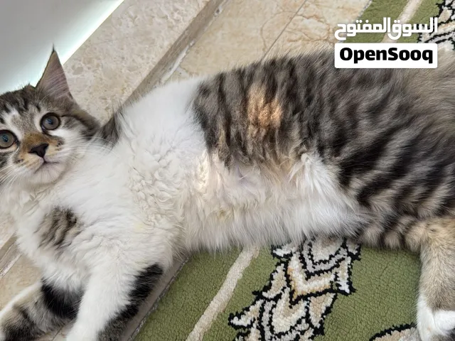 ماين كون (Maine Coon)
