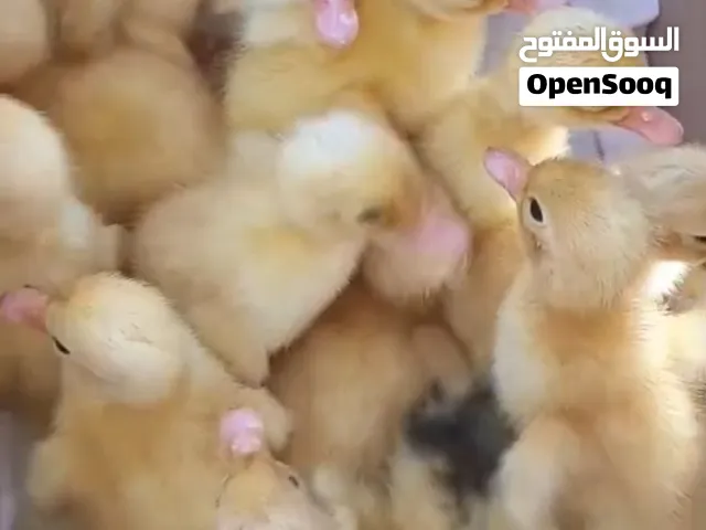 صيصان بط للبيع