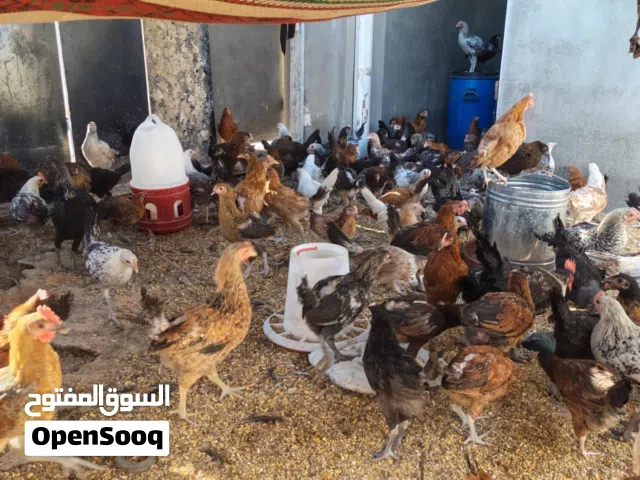 عرررررررض خاااااص دجاج بلدي ولوهمان وفيومي للبيع