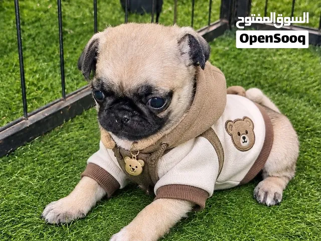 انثى بق (Pug) للبيع
