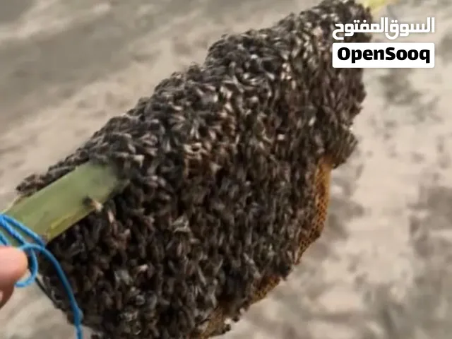 ذباب نحل خليه كبيره
