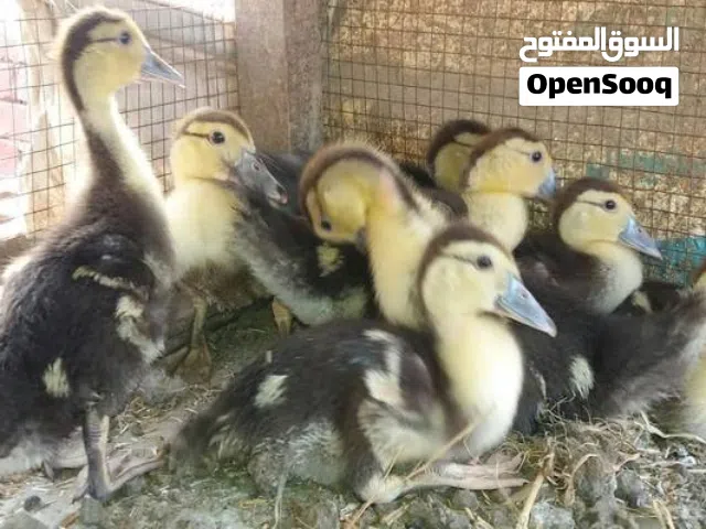 صيصان بط مسكوفي