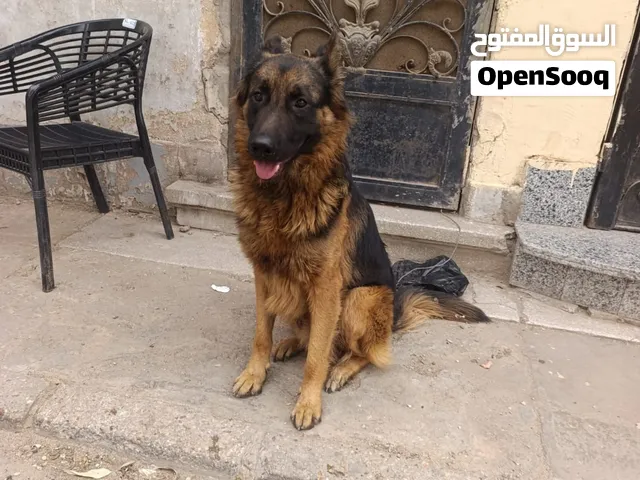دكر 19 شهر طلوقه جوازات