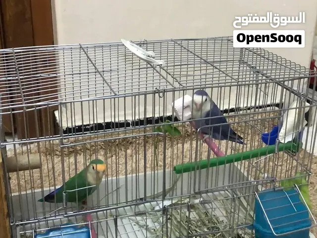 كوبيه روز للبيع