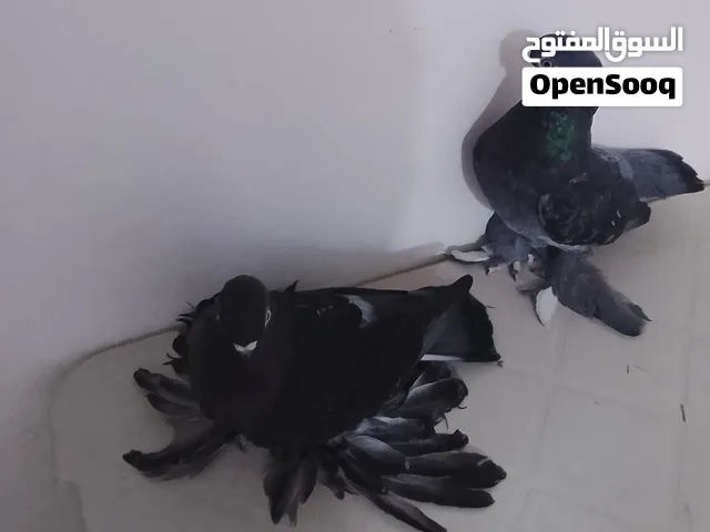 كوبية برلين