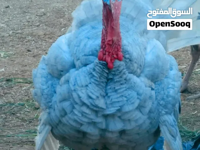 7 جواز حبش لكوم ع 30 دينار جوز لكوم 210