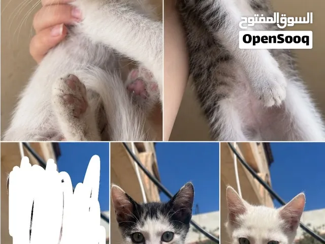 قطط للتبني الزرقاء الزواهره عمرهم شهرين ل ثلاث نوعهم بلدي