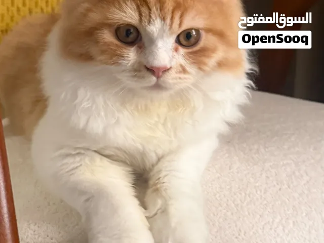 قط اليف للبيع الوصف مهم