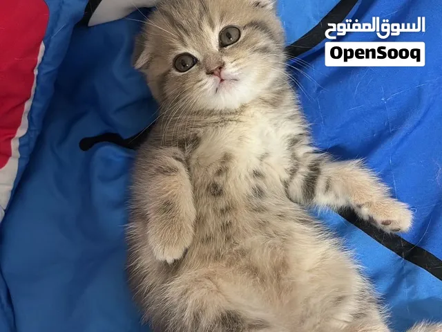 قطوه  اليف تحب تلعب