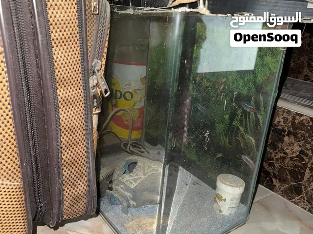 حوض سمك كبير