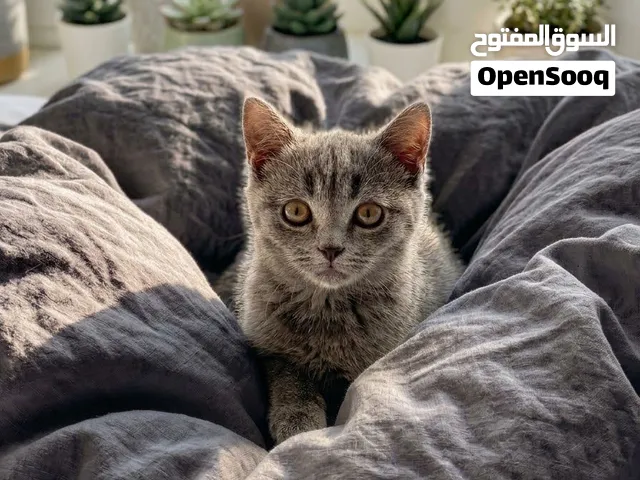 بريتش شورت هير