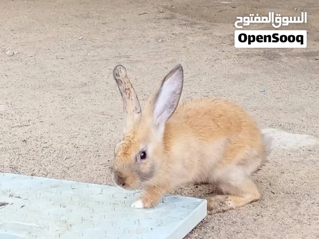 ارانب هجين الماني للبيع