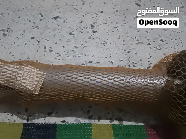 تويوتا
