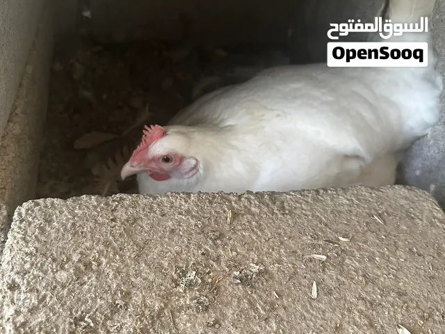 فرنسي منتجات