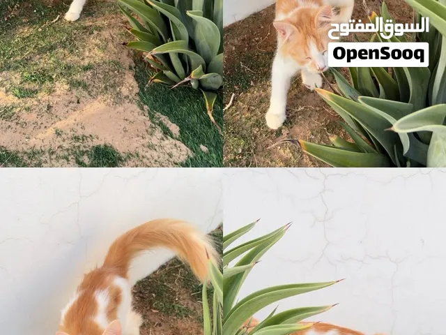 قطط للبيع . 7 شهور و 3 شهور