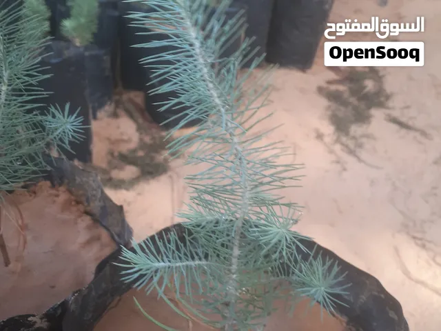 صنوبر حجري إيطالي بعمر سنه و