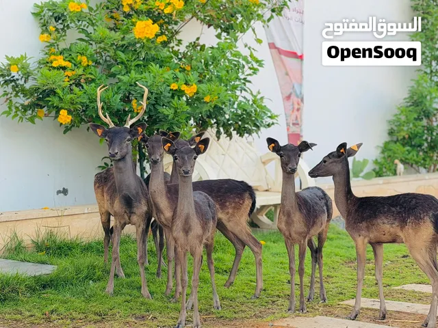 غزال الايل بلاك